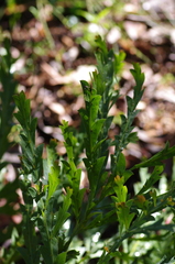 Acacia glaucoptera
