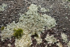 Xanthoparmelia scabrosa