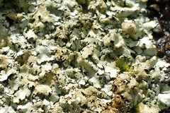 Xanthoparmelia scabrosa