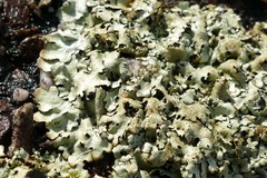 Xanthoparmelia scabrosa