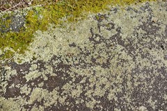 Xanthoparmelia scabrosa