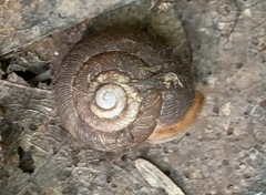 Triodopsis tridentata