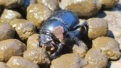 Phelotrupes formosanus