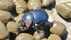 Phelotrupes formosanus