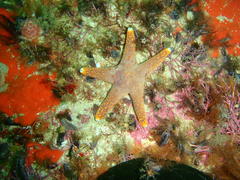 Callopatiria formosa