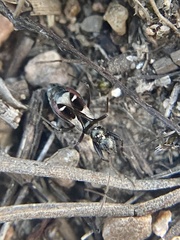 Slaterobius insignis