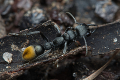 Myrmecia gilberti
