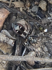 Slaterobius insignis