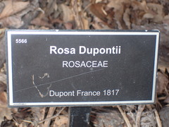 Rosa moschata