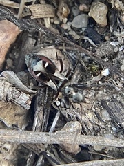 Slaterobius insignis