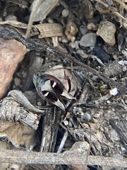 Slaterobius insignis