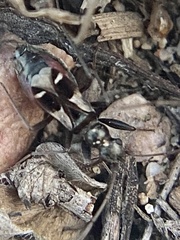 Slaterobius insignis