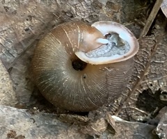 Triodopsis tridentata