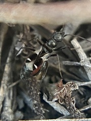 Slaterobius insignis