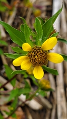 Bidens amplissima