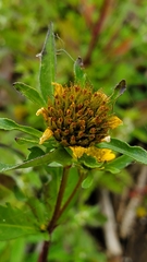 Bidens amplissima