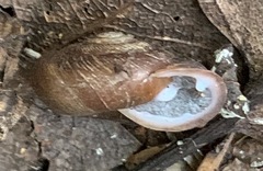 Triodopsis tridentata