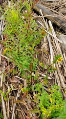 Bidens amplissima