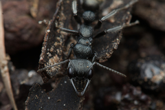Myrmecia gilberti