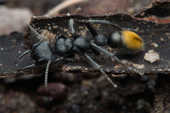 Myrmecia gilberti