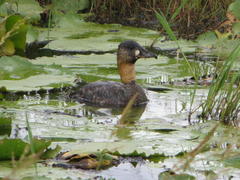 White-Backed Duck photo 3