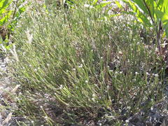 Phylica thunbergiana