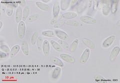 Hymenoscyphus imberbis