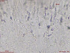 Hymenoscyphus imberbis