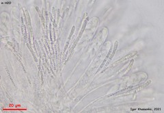 Hymenoscyphus imberbis