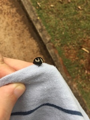 Membracis foliatafasciata