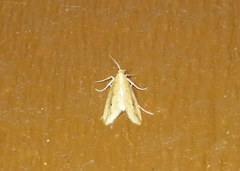 Donacaula longirostrallus