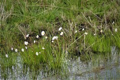 Allittia cardiocarpa