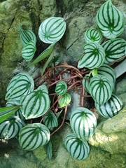 Peperomia argyreia