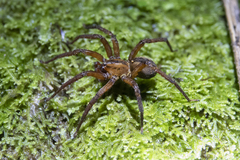 Gradungula sorenseni