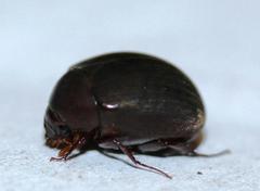 Trochalus