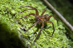 Gradungula sorenseni