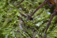 Gradungula sorenseni
