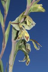 Gladiolus orchidiflorus
