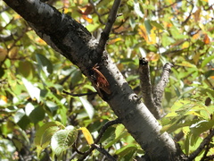 Graptopsaltria nigrofuscata