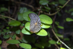 Pseudaneitea