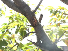 Graptopsaltria nigrofuscata