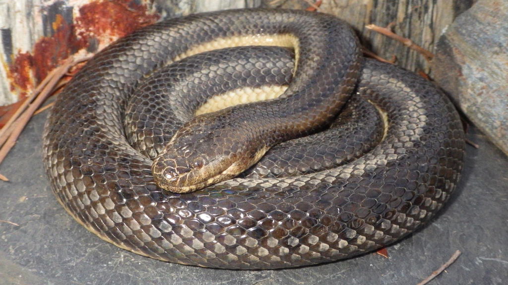 Macleay's Mud Snake