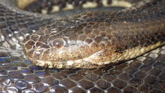 Pseudoferania polylepis