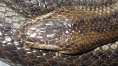 Pseudoferania polylepis