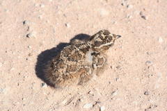 Pterocles bicinctus multicolor