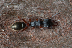 Myrmecia chrysogaster