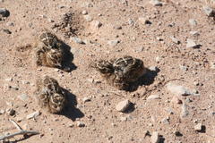 Pterocles bicinctus multicolor