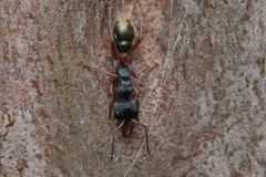 Myrmecia chrysogaster