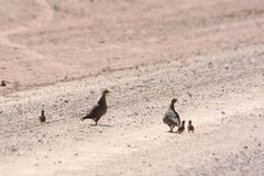 Pterocles bicinctus multicolor