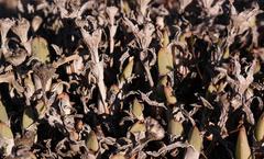 Cheiridopsis rostrata